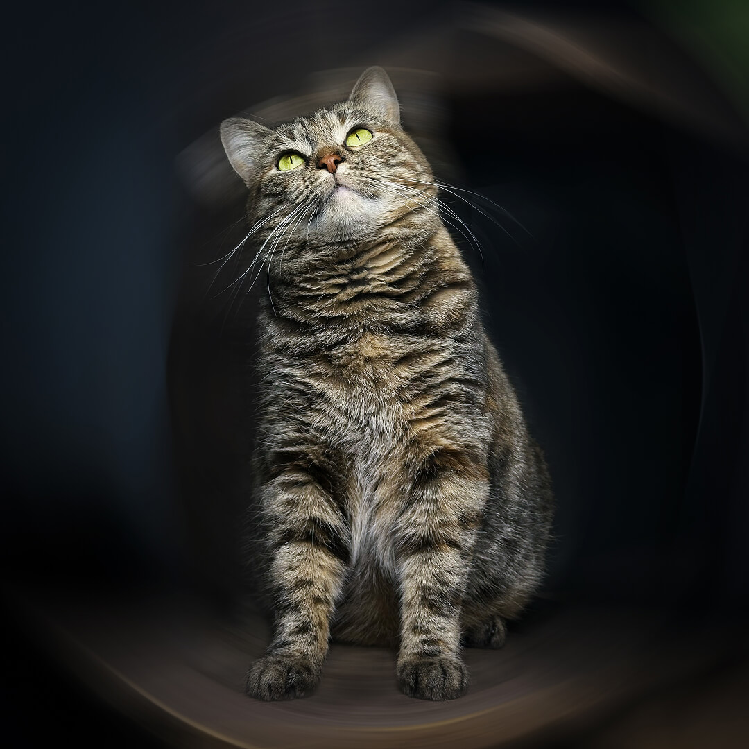 Киця